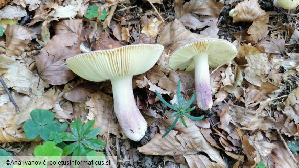 Russula violeipes