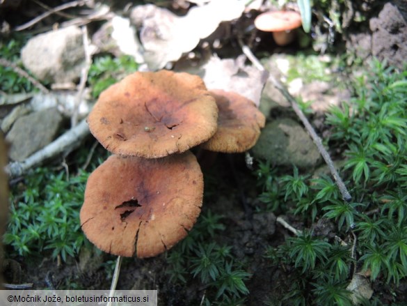 Lactarius cremor
