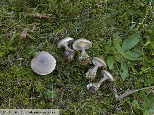 Ampulloclitocybe clavipes