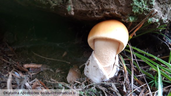 Amanita crocea