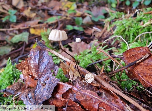 Marasmius bulliardii