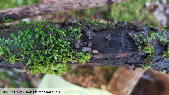 Tremella globispora