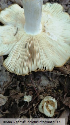 Russula foetens