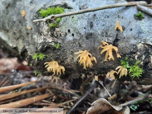 Calocera cornea