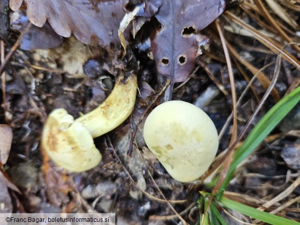 Tricholoma sulphureum