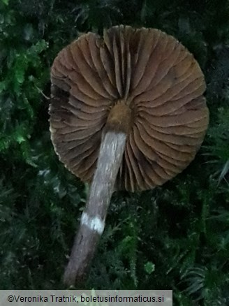 Cortinarius flexipes