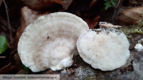 Trametes gibbosa