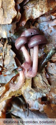 Mycena pelianthina