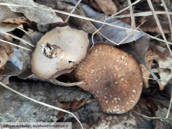 Polyporus brumalis