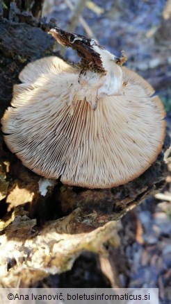 Pleurotus ostreatus