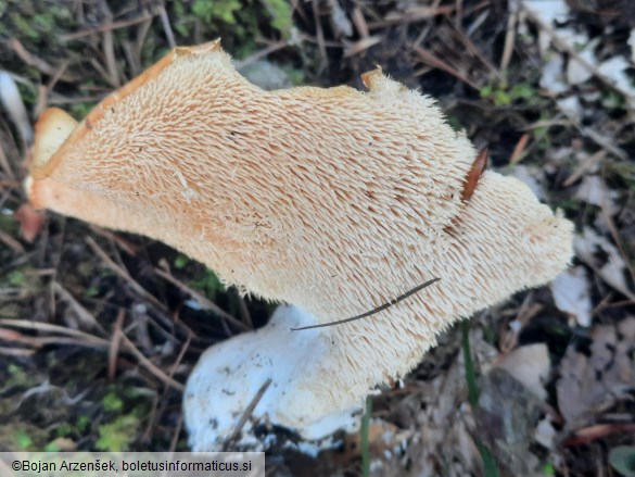 Hydnum albidum