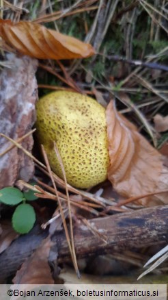 Scleroderma citrinum