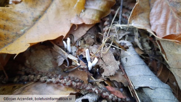 Xylaria hypoxylon