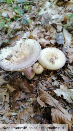 Russula violeipes