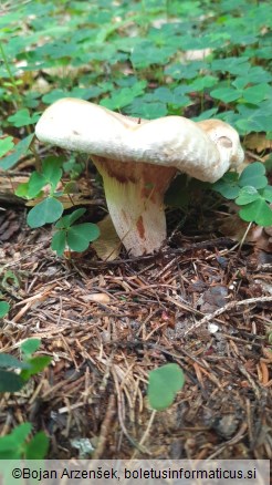 Paxillus involutus