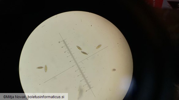 Lophiostoma viridarium