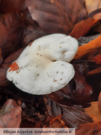 Hygrophorus discoxanthus