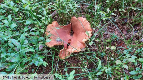 Lactarius helvus