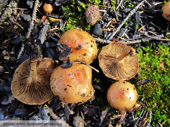 Pholiota highlandensis