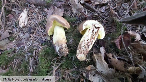 Butyriboletus appendiculatus