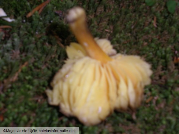 Hygrocybe spadicea