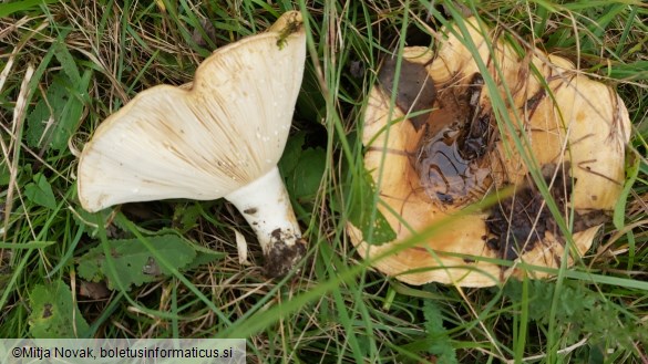 Lactarius zonarius