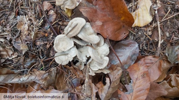 Cantharellus melanoxeros