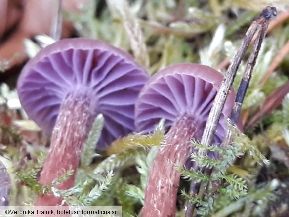 Laccaria amethystina