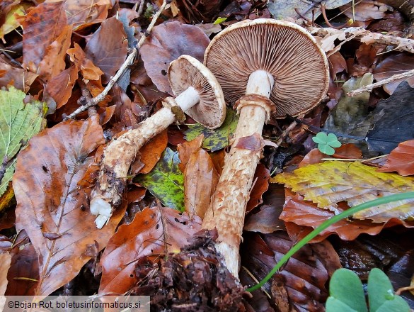 Hebeloma radicosum