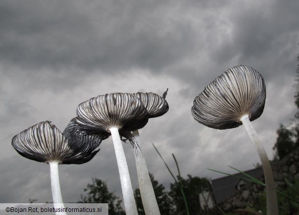 Coprinopsis lagopus