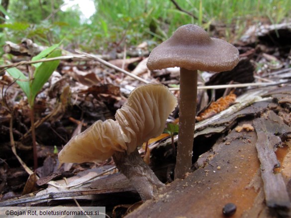 Entoloma hirtipes