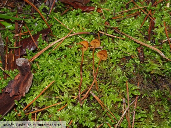 Galerina atkinsoniana