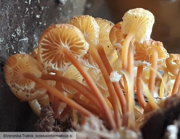 Xeromphalina campanella