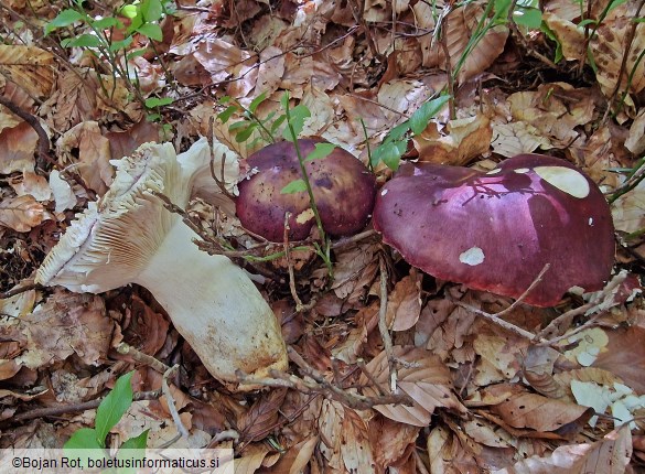 Russula viscida