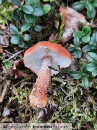 Cystoderma cinnabarinum