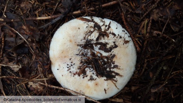 Lactarius vellereus