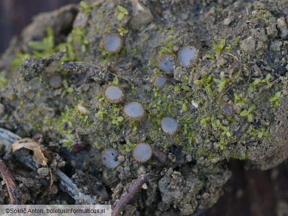 Trichophaea woolhopeia