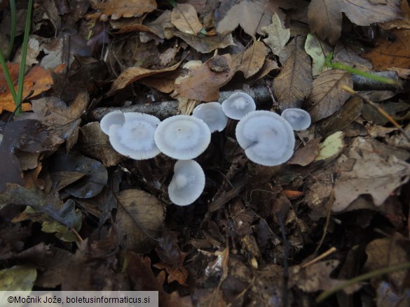 Mycena pura