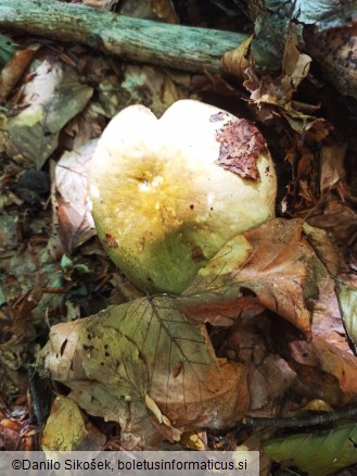 Russula olivacea