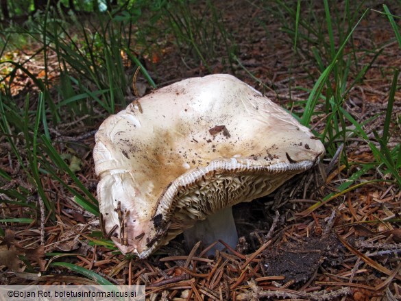 Russula medullata