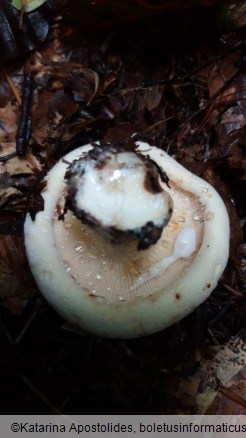 Lactarius vellereus