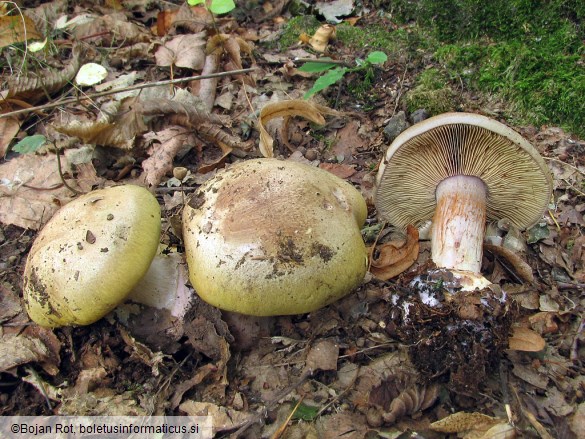 Cortinarius rufo-olivaceus