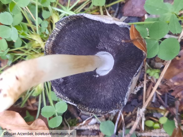 Coprinopsis atramentaria