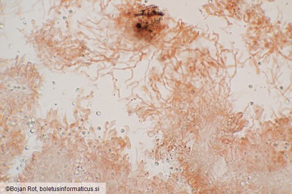 Resupinatus striatulus