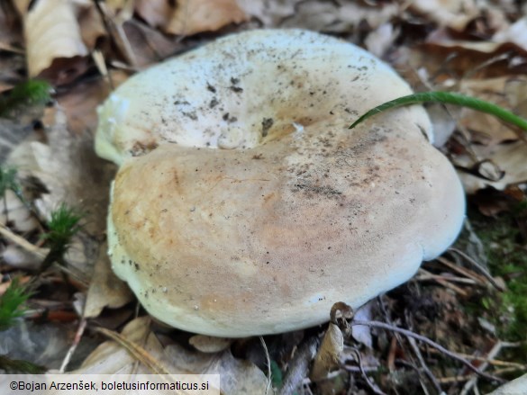 Lactifluus glaucescens