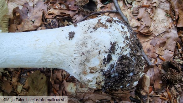 Amanita strobiliformis