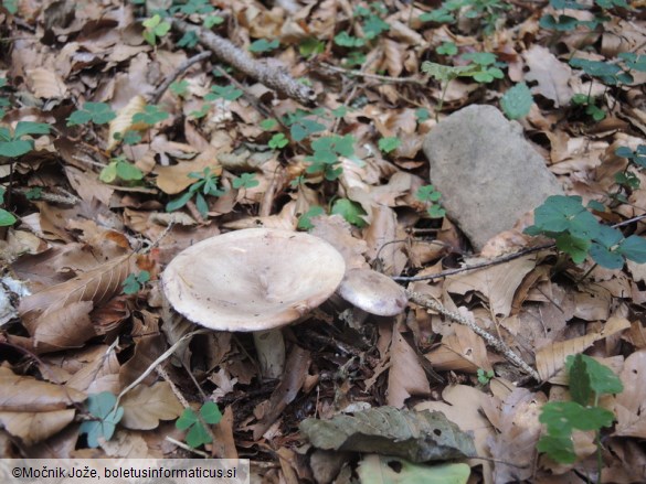 Lactarius uvidus