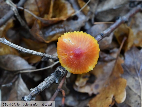 Hygrocybe mucronella