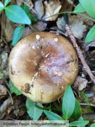 Russula acrifolia