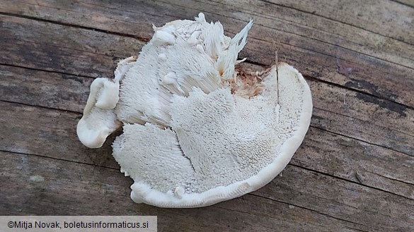 Fuscopostia fragilis